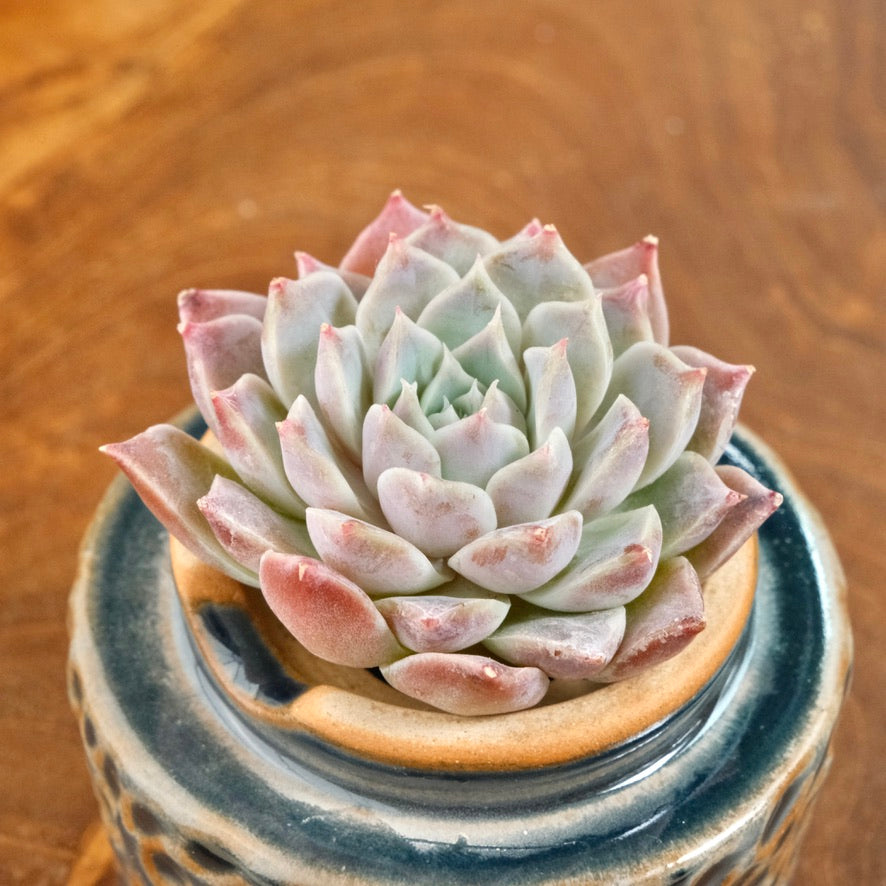 Echeveria Lilac Card Korean Succulent Plant Changhee hybrid