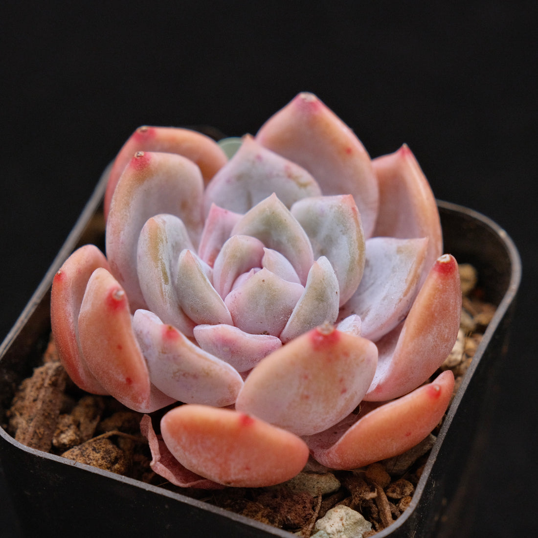 Echeveria Winter Flower Korean Succulent Plant