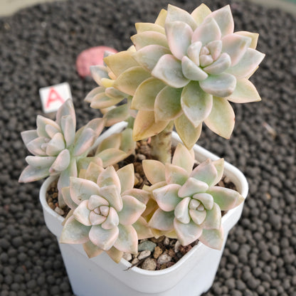 Variegated Graptosedum Ghosty Imported Succulent Plant