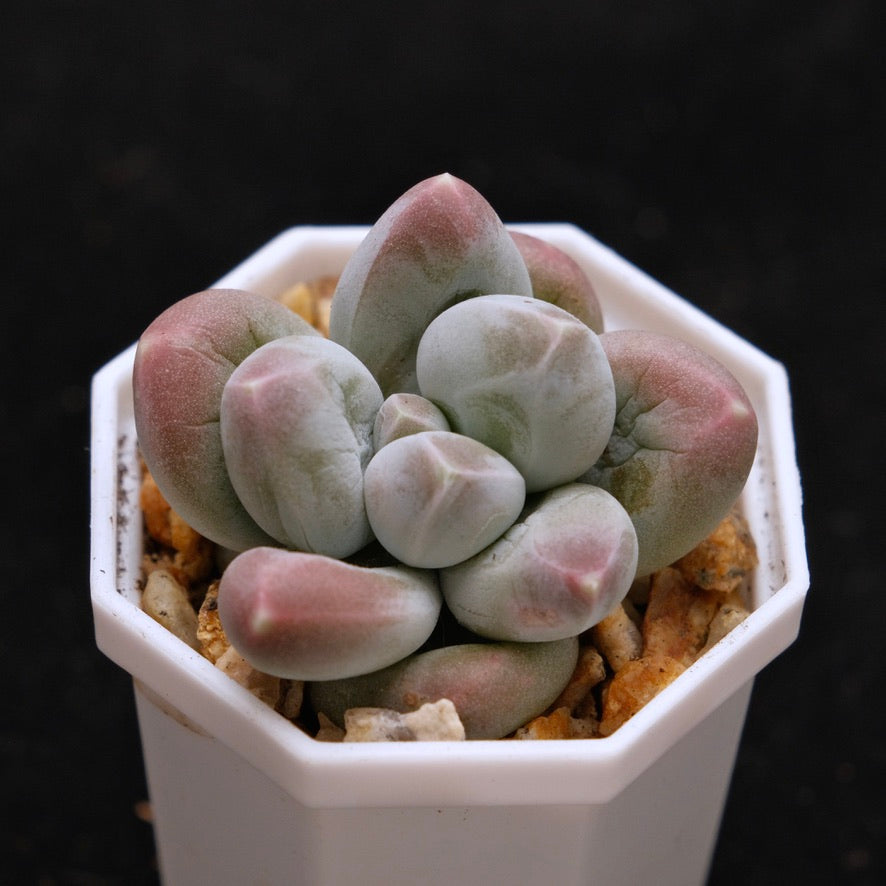 Pachyphytum Fresh Ball Korean Succulent Plant