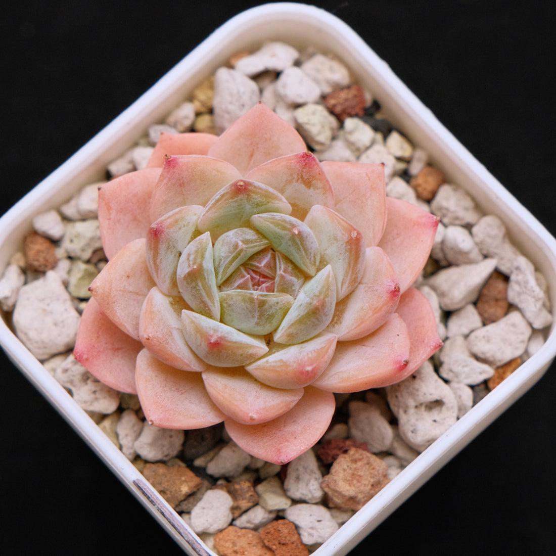 Echeveria hybrid Imported Succulent Plant