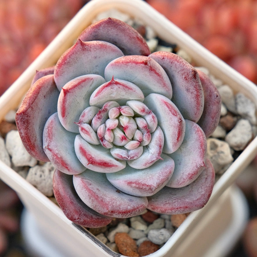 Echeveria El Canto Korean Succulent Plant *New*