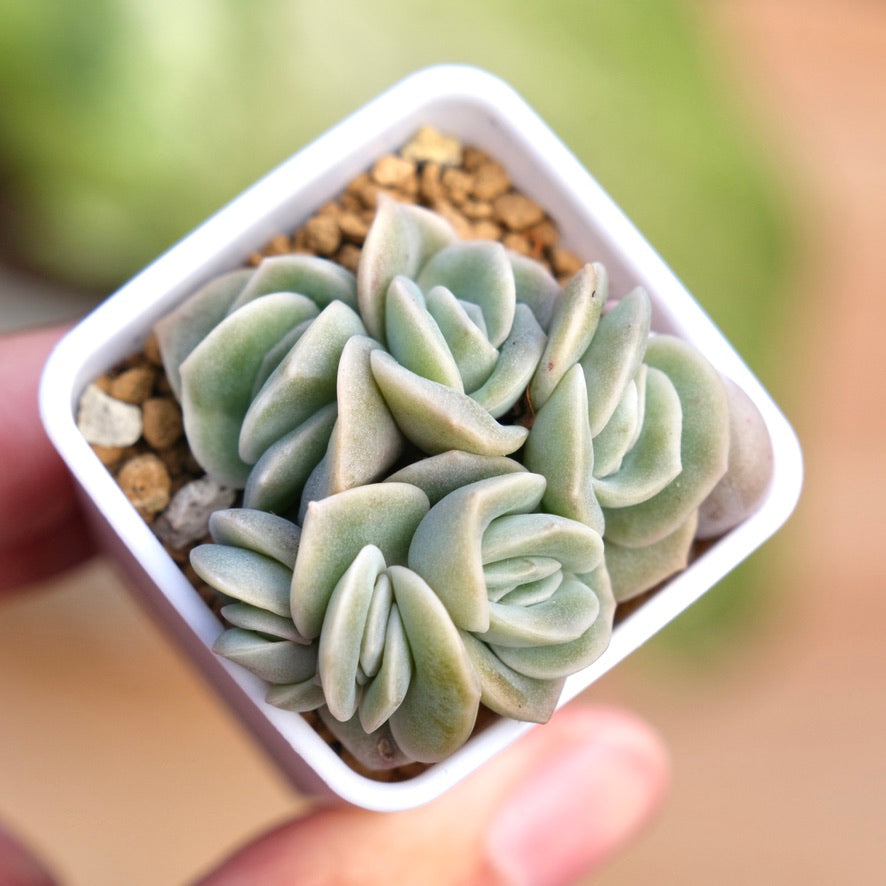 Graptoveria Lovely Rose babies Korean Succulent Plant