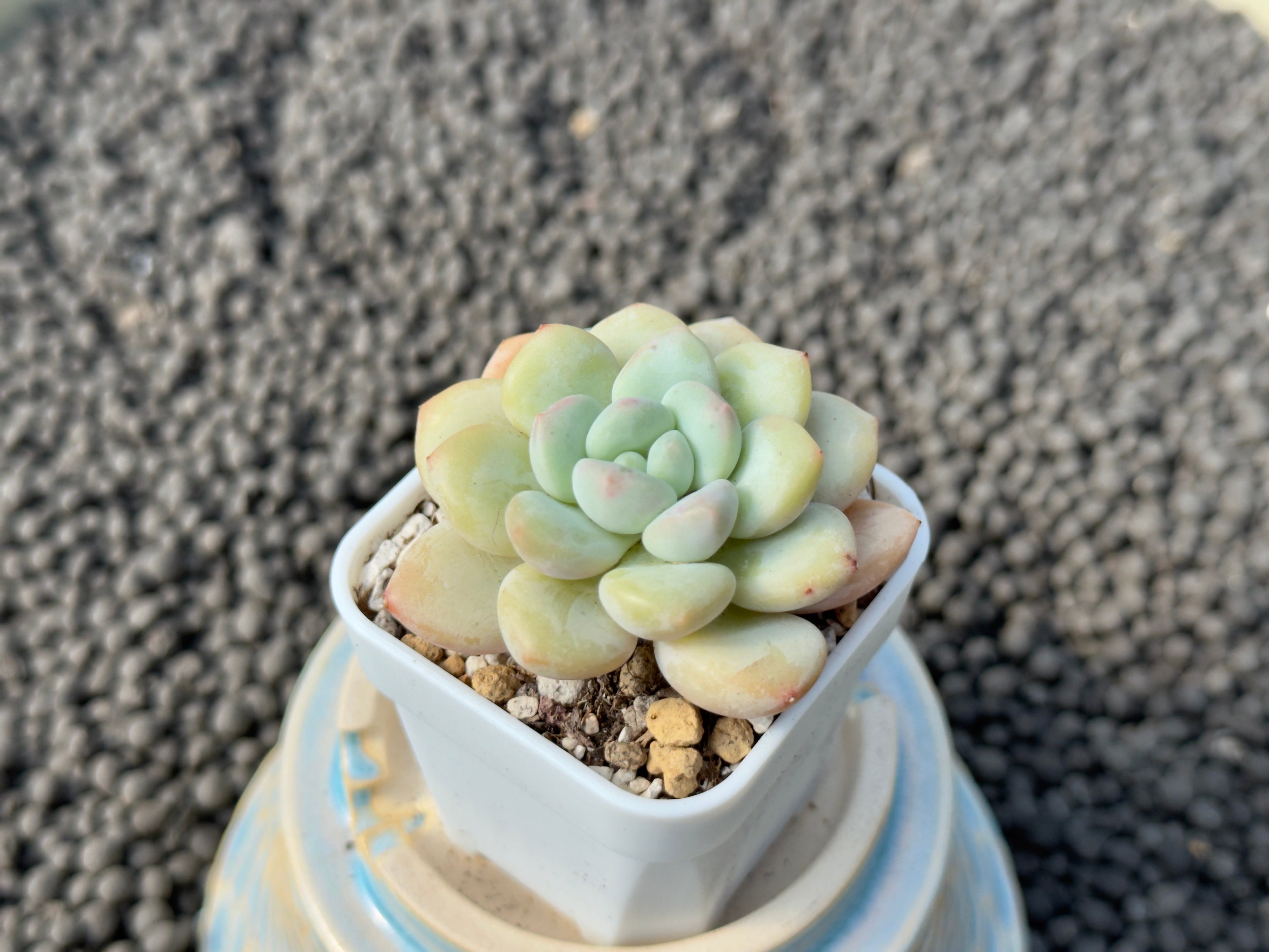 Graptoveria Swan Stone Korean Succulent Plant