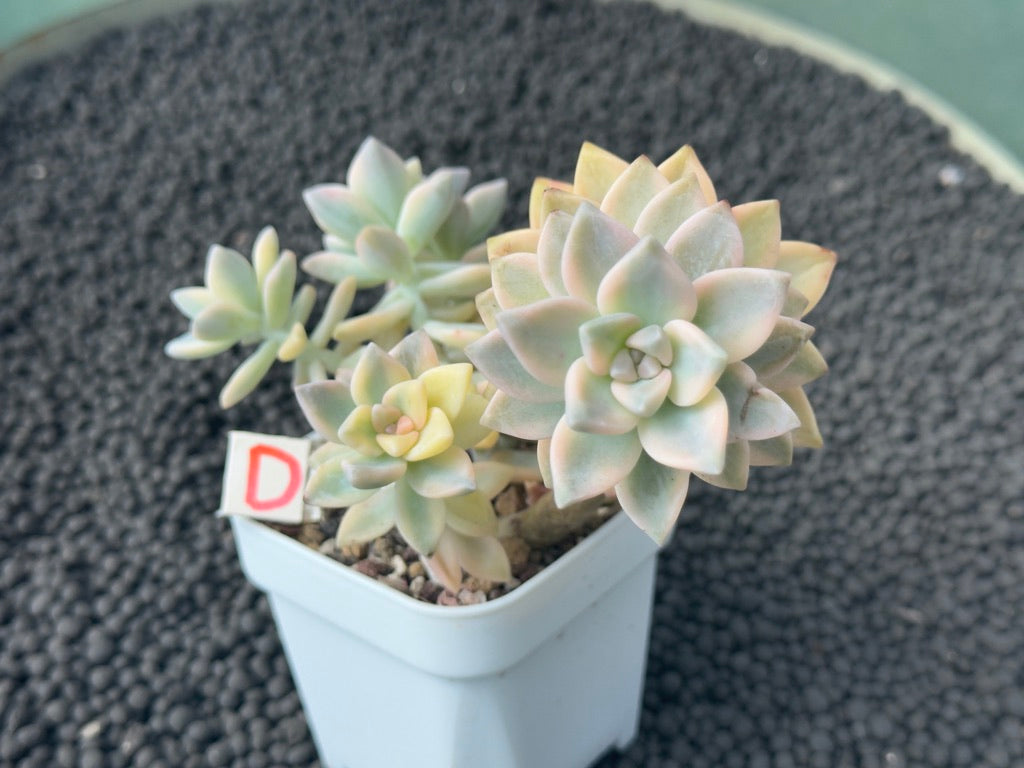 Variegated Graptosedum Ghosty Imported Succulent Plant