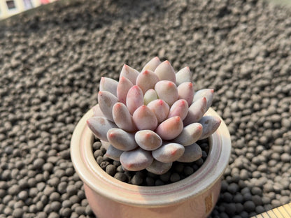 Sedeveria Sweet Love Imported Succulent Plant