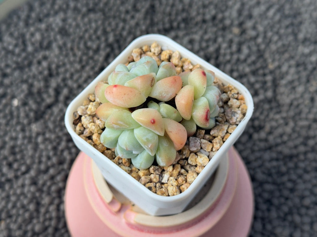 Echeveria Ice Green cluster Imported Succulent Plant