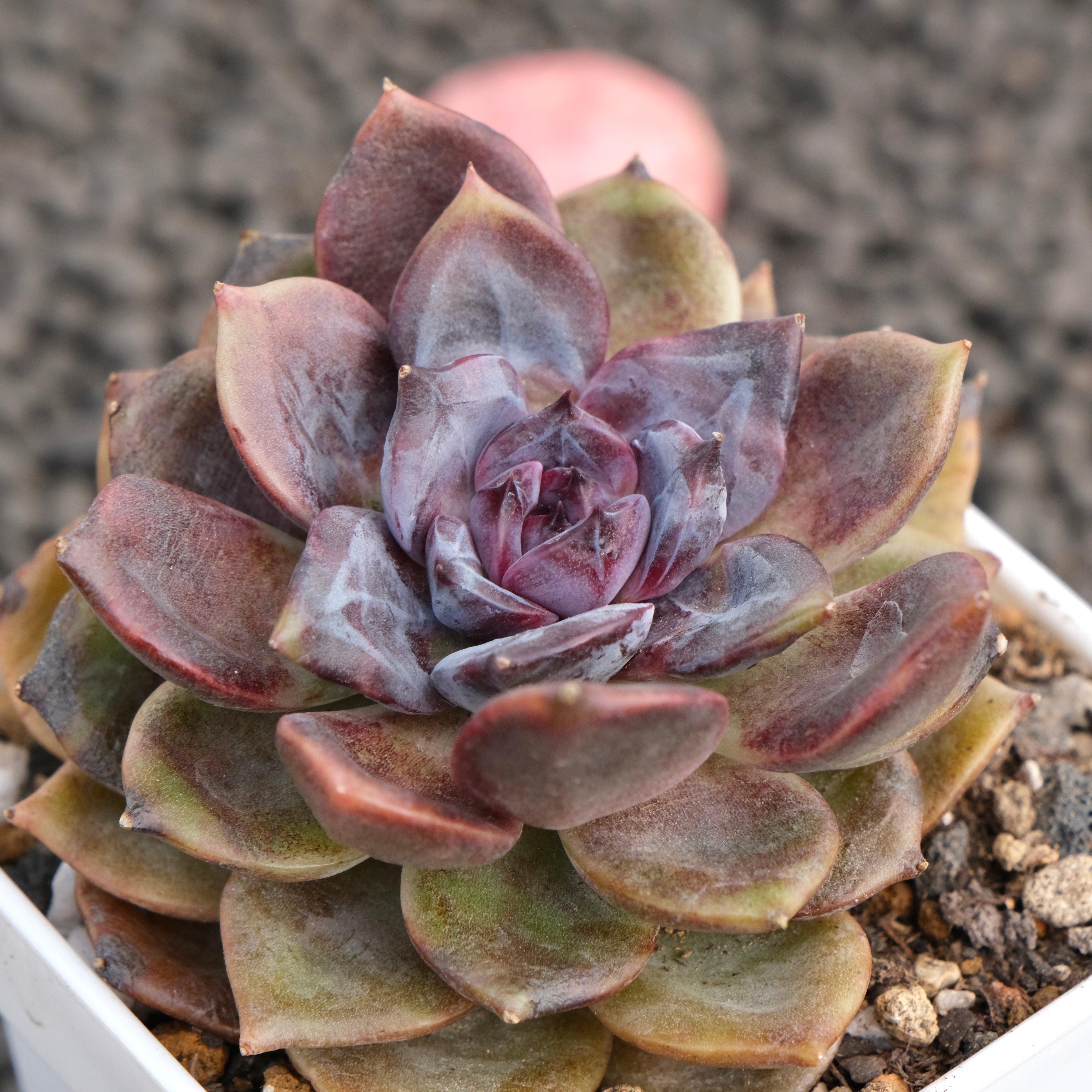 Echeveria Dark Chocolate Korean Succulent Plant