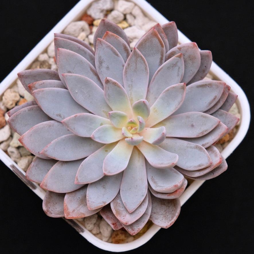 Graptoveria Lulu Korean Succulent Plant