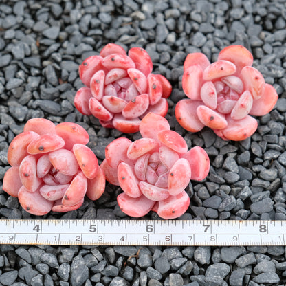 Echeveria Tang Snow Imported Succulent Plant