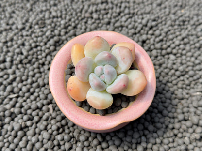 Pachyphytum Frevel cultivar Imported Succulent Plant