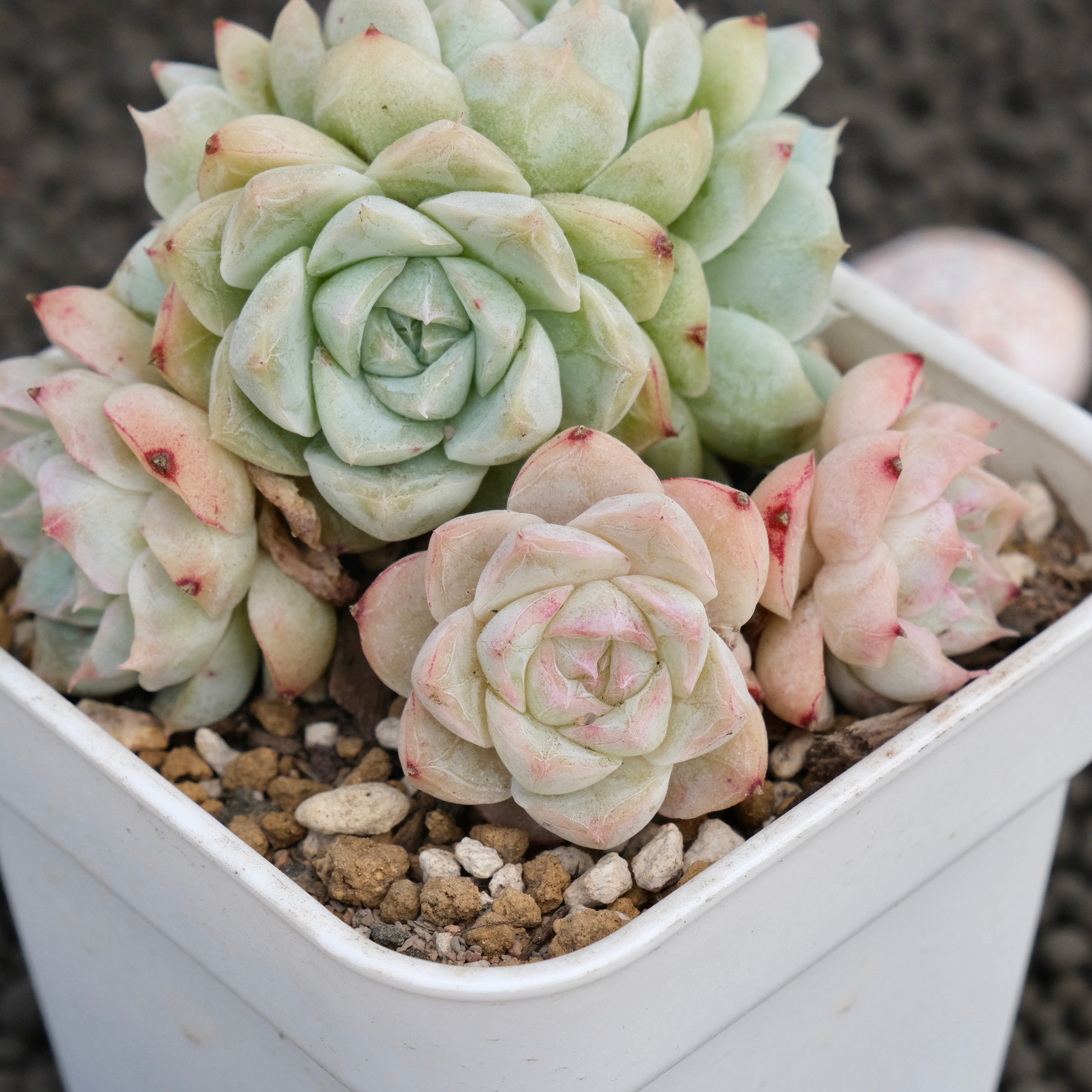 Echeveria Queen&