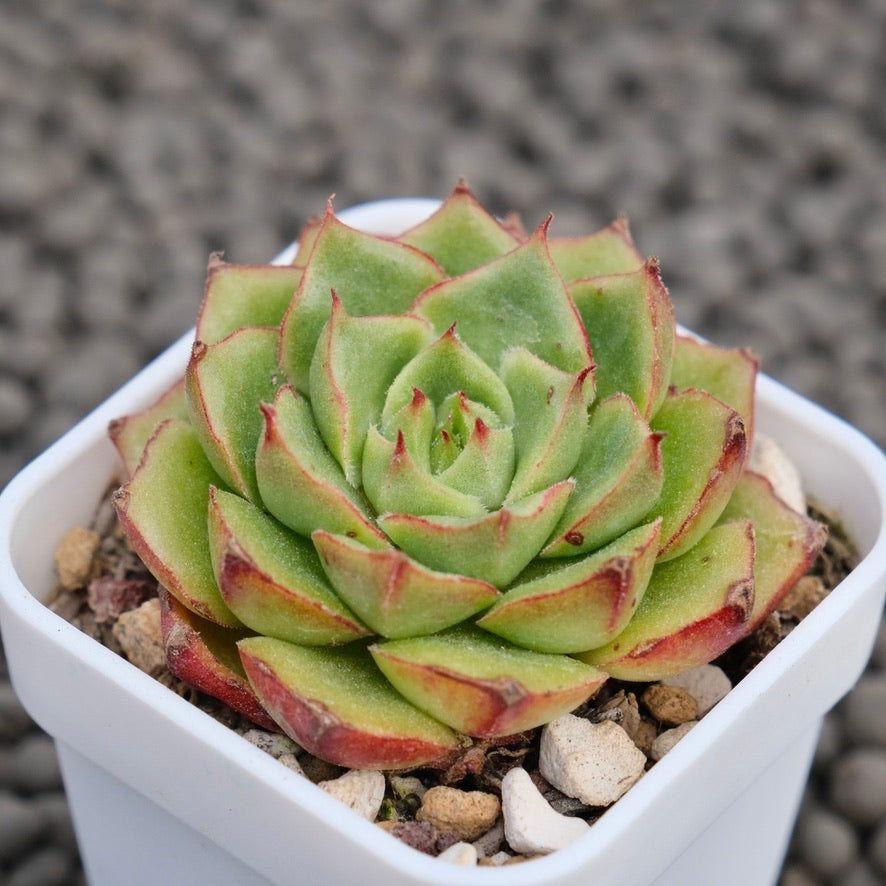 Echeveria Fuego Korean Succulent Plant Hwaga Hybrid