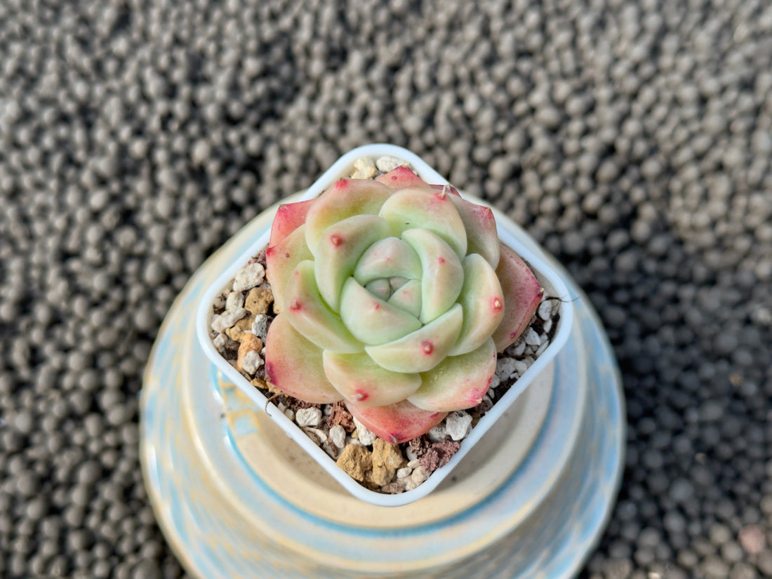 Echeveria Alba Beauty Imported Succulent Plant