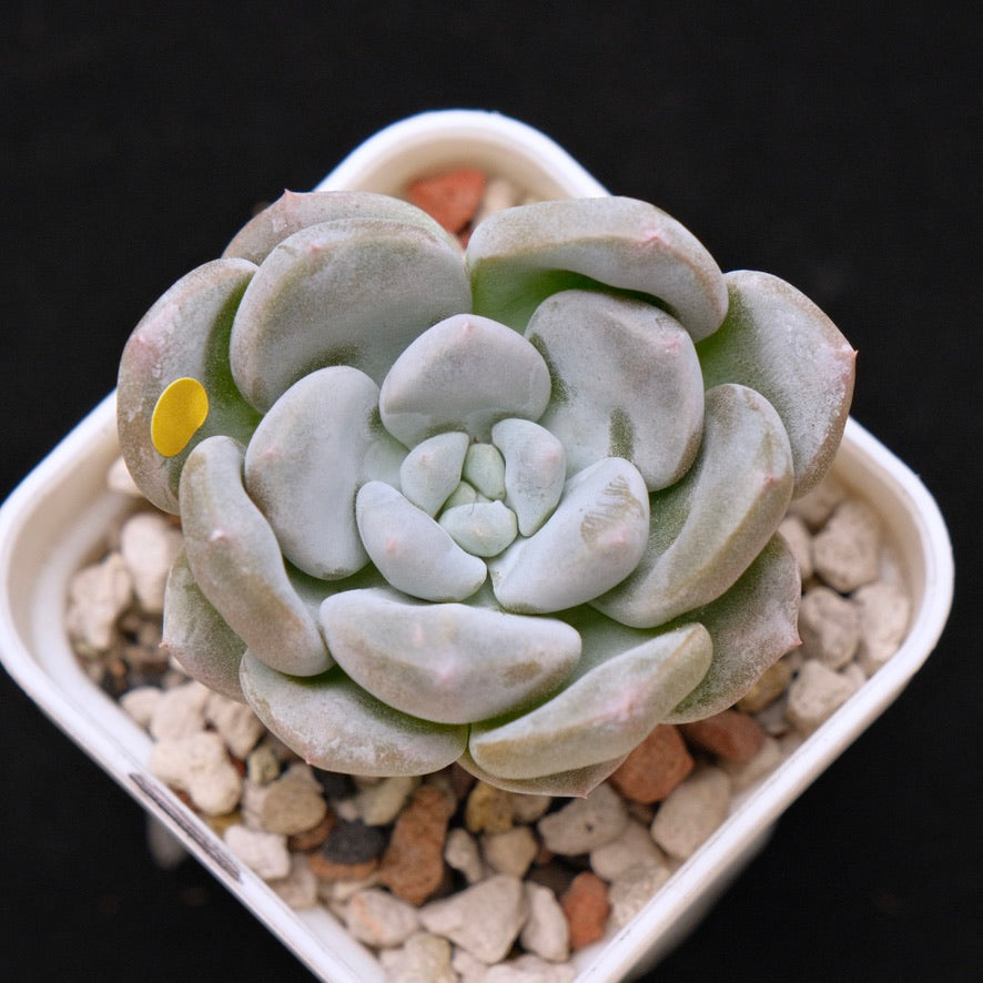 Pachyveria Gold Candy Korean Succulent Plant *New*