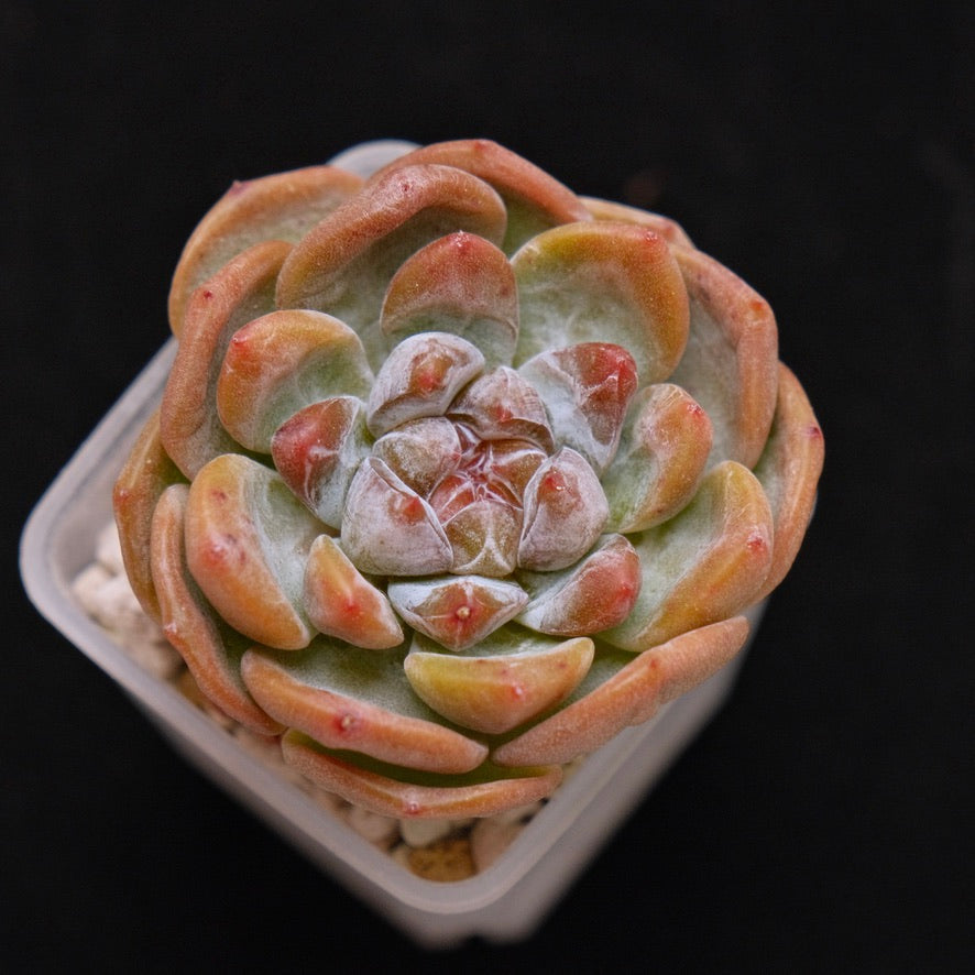 Echeveria hybrid Korean Succulent Plant *New*