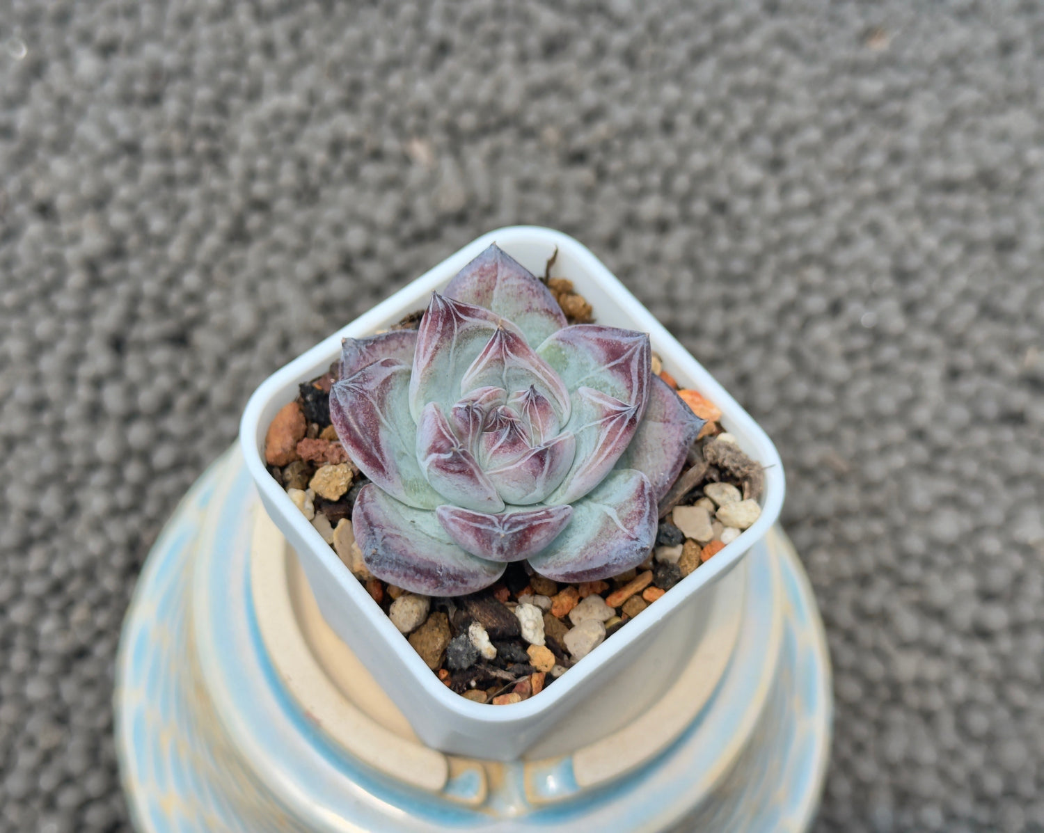 Echeveria Black Sabbath Korean Succulent Plant