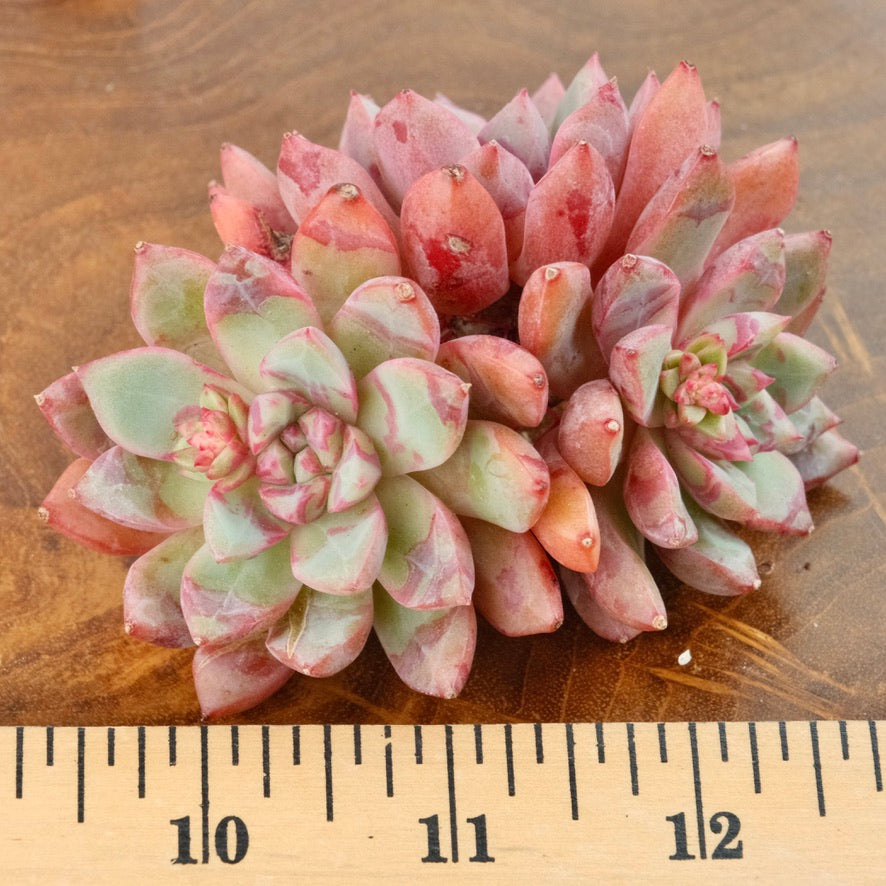 Big Echeveria Echo cluster Imported Succulent Plant