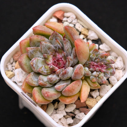 Echeveria Chanel Rose Korean Succulent Plant