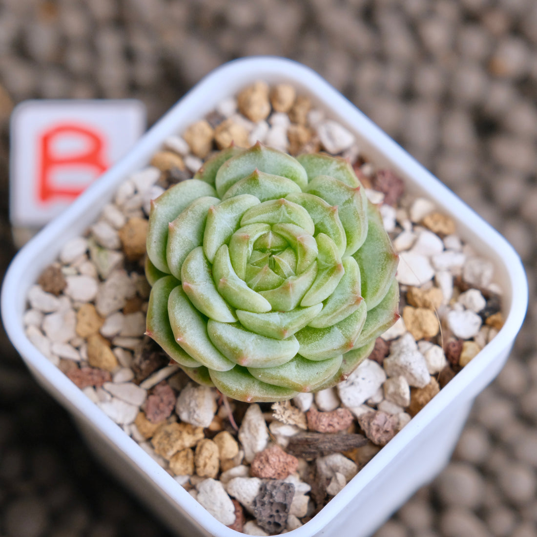 Echeveria Red Eye Jenny Imported Succulent Plant - B