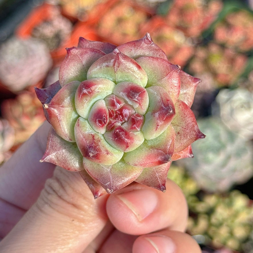 Echeveria Betelgeuse Succulent Plant *New*