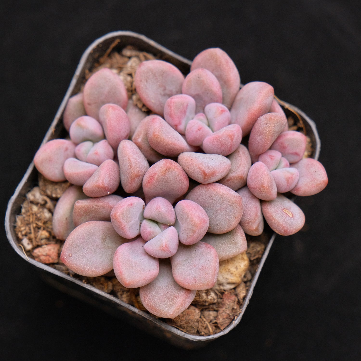 Graptopetalum Polari Heart Korean Succulent Plant