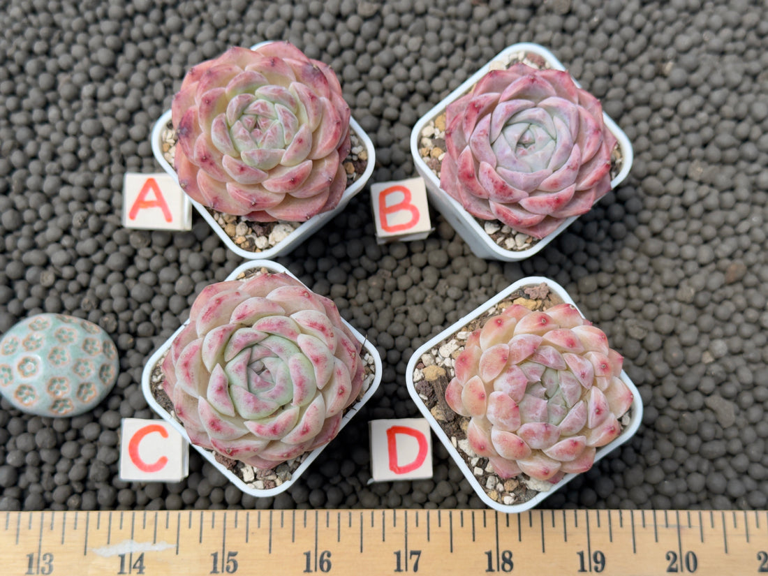 Echeveria Pink Lina Imported Succulent Plant