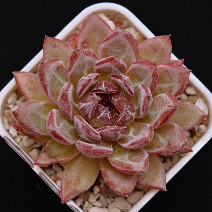 Big Echeveria sp Korean Succulent Plant *New*