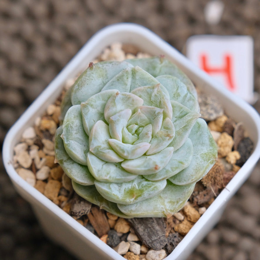 Echeveria Icy Snow (Monstrose) Imported Succulent Plant - H