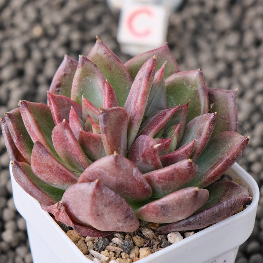 Echeveria Moila Korean Succulent Plant New Hybrid