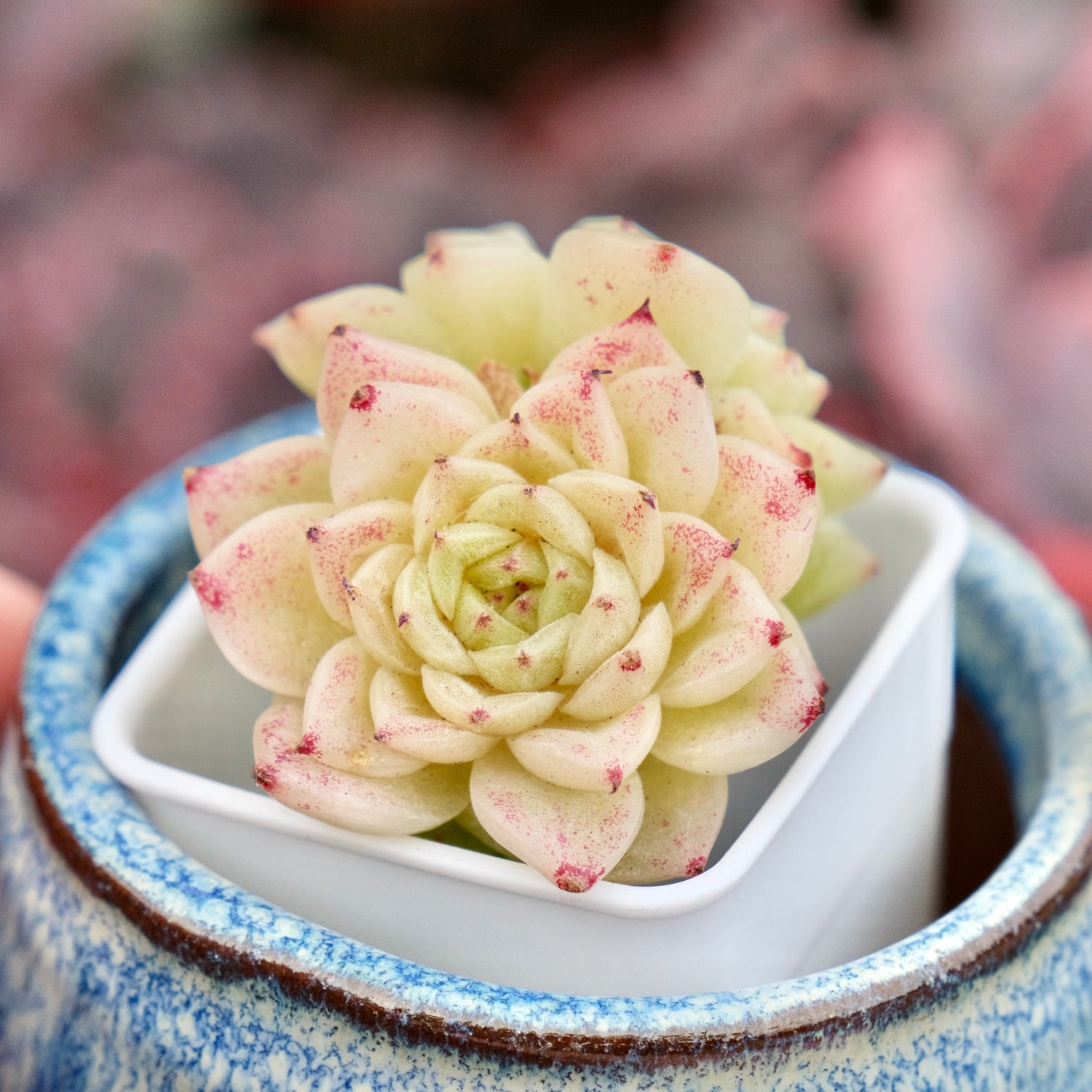 Echeveria Sun Daisy Imported Succulent Plant