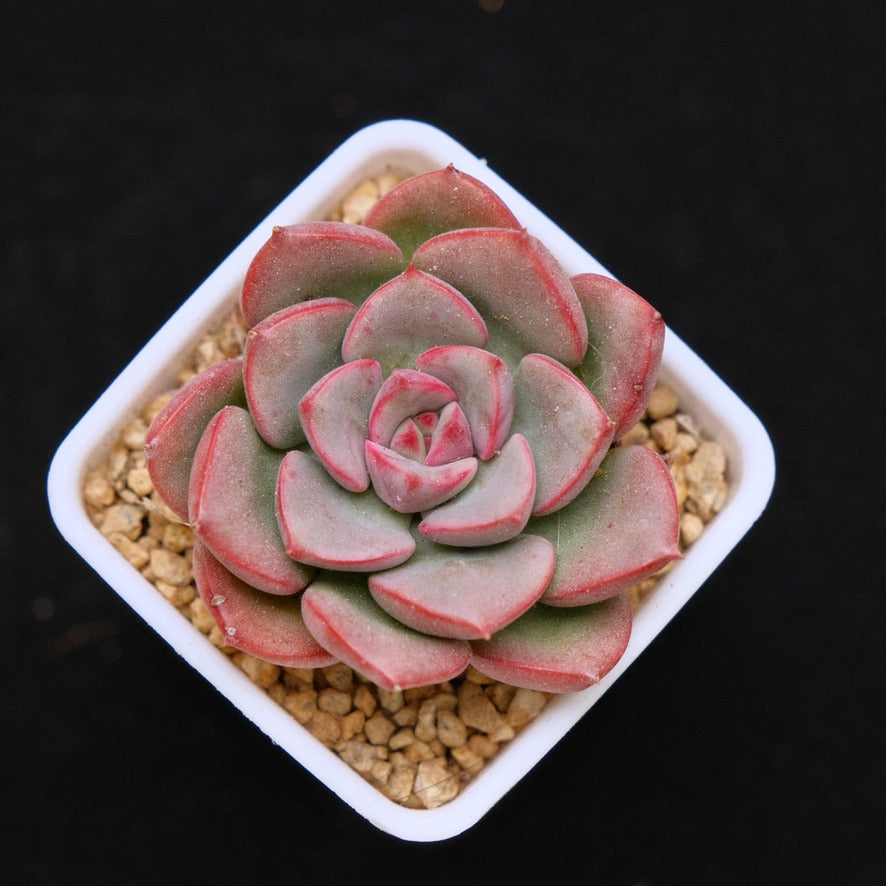 Graptoveria Aaron Korean Succulent Plant Changhee hybrid