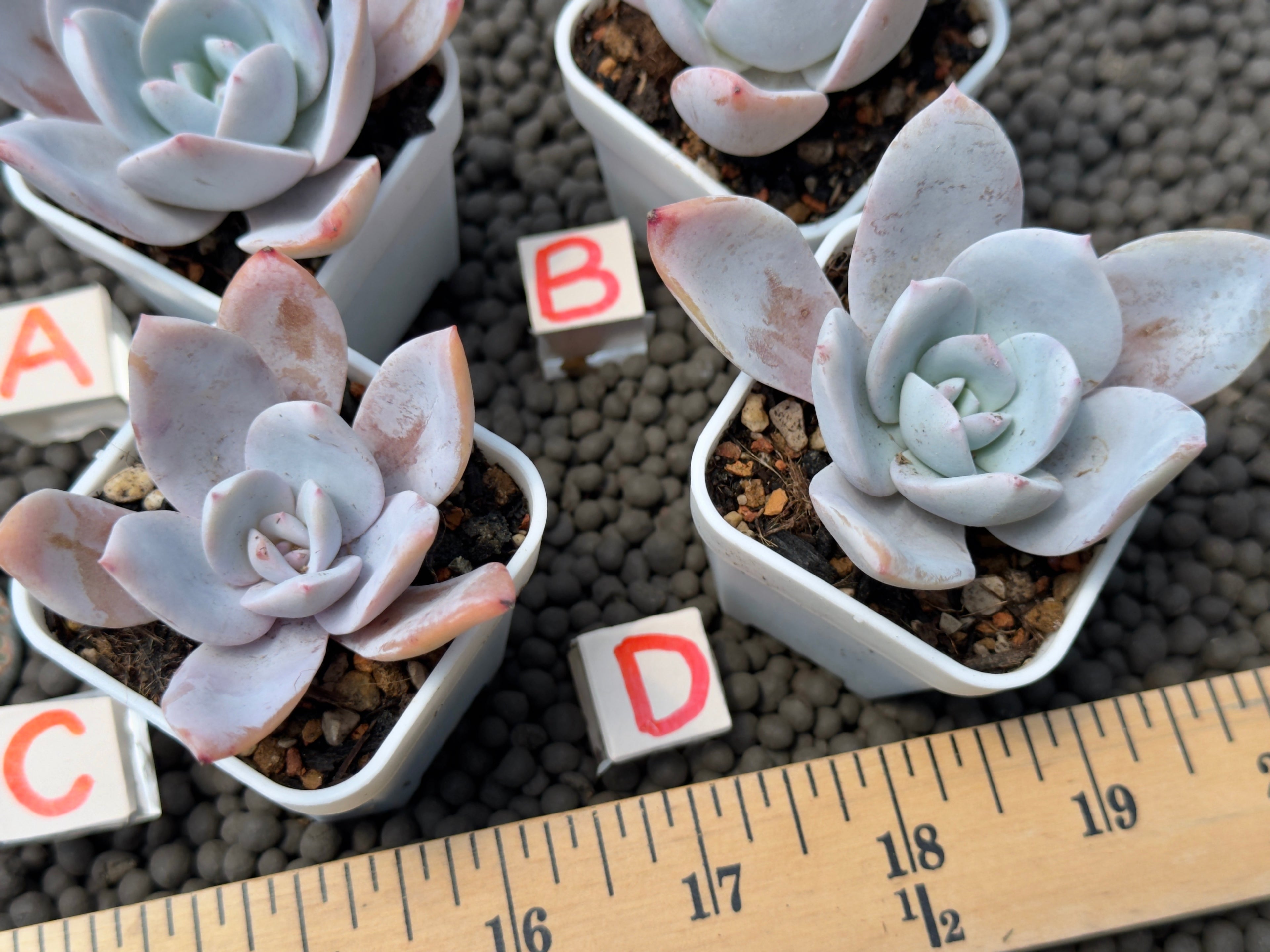 Echeveria White Lotus Imported Succulent Plant