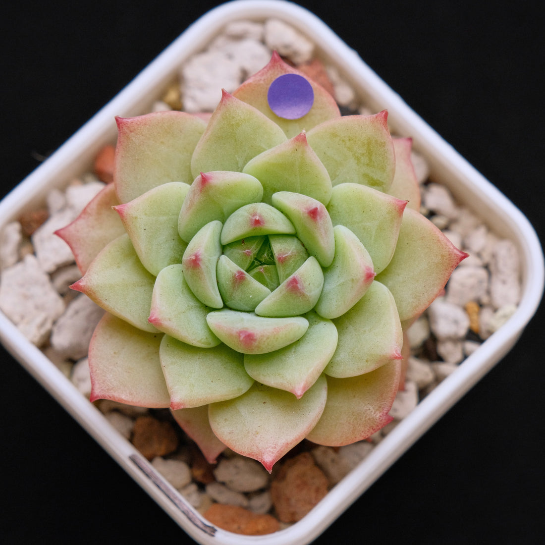 Echeveria Blue Eye Imported Succulent Plant *New* 蓝眼睛