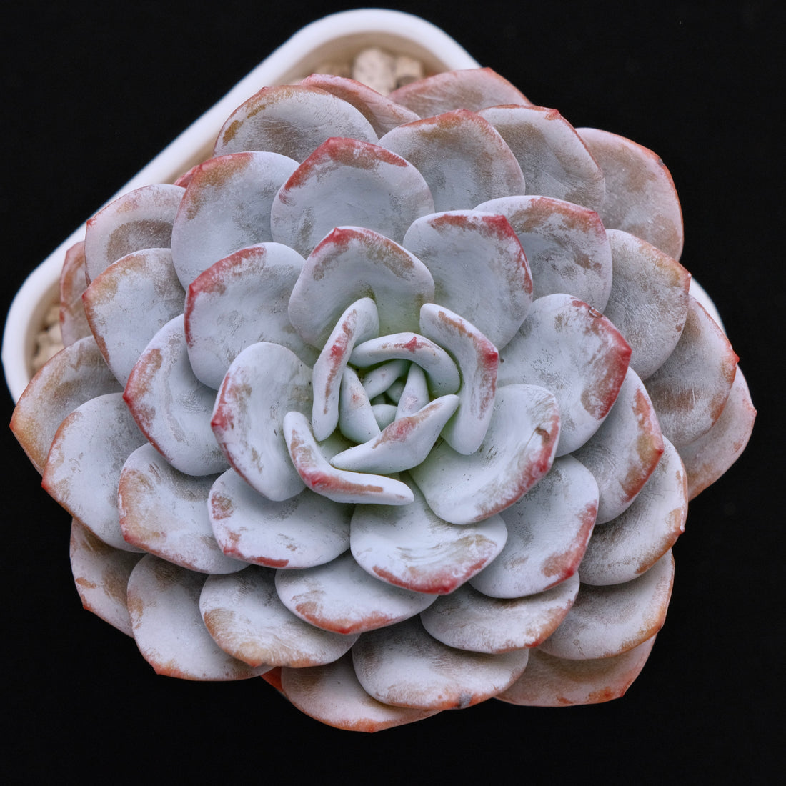 Big Echeveria laui Succulent Plant