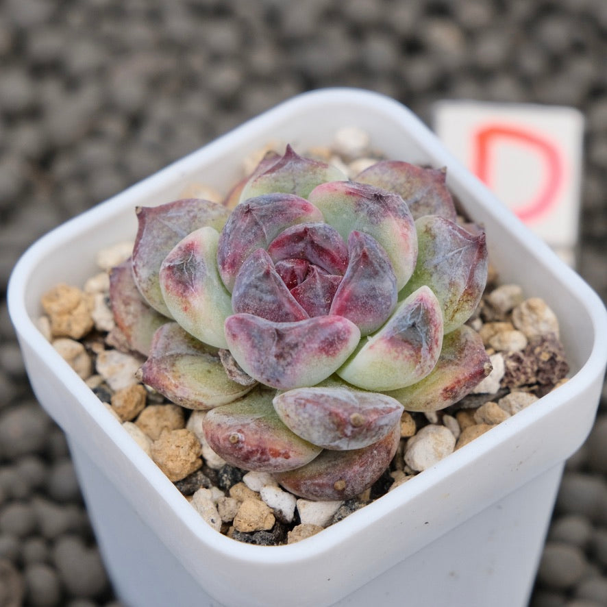 Echeveria Obsidian Imported Succulent Plant