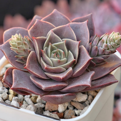 Echeveria Evelyn Korean Succulent Plant *New*