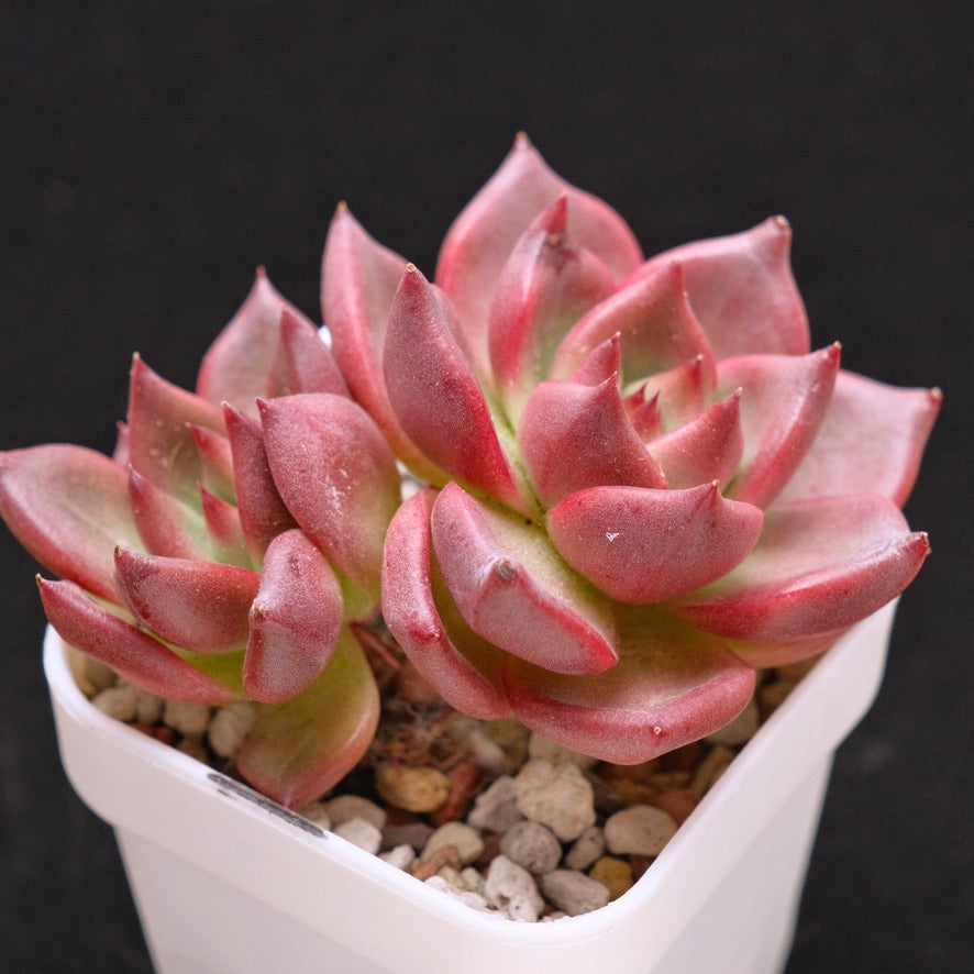 Echeveria Primori Korean Succulent Plant *New*