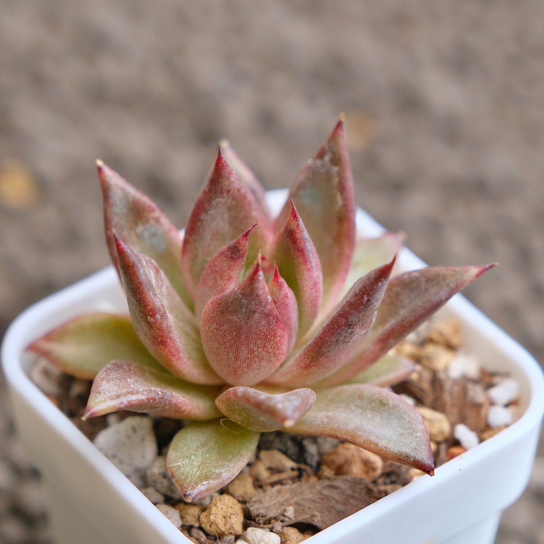 Echeveria Nike Imported Succulent Plant