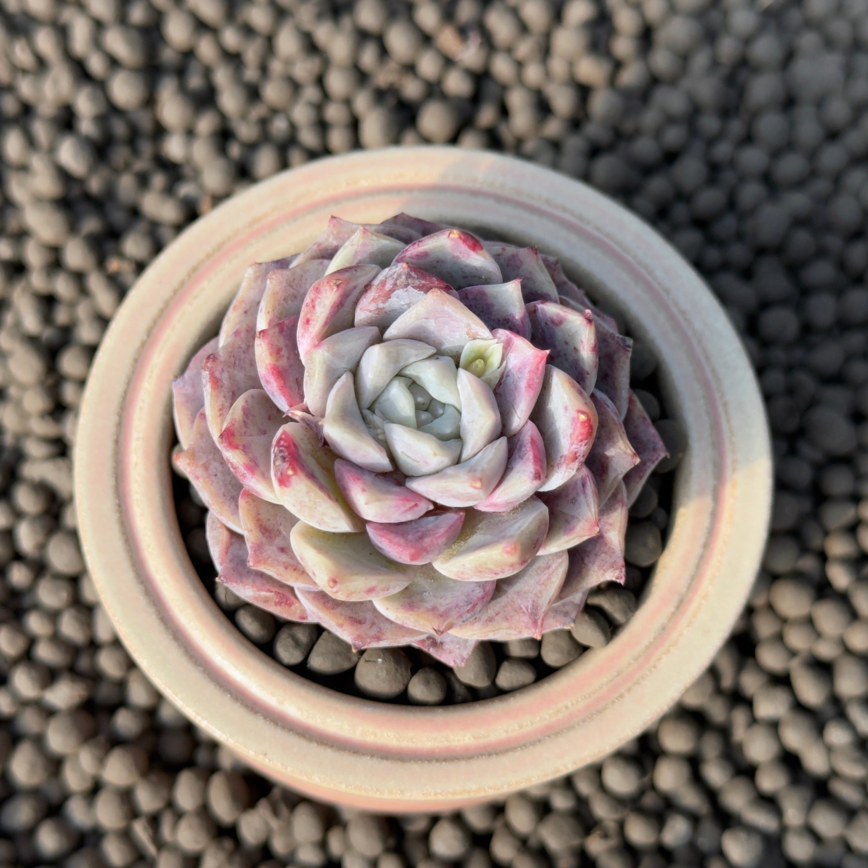 Echeveria Rosalia Special Korean Succulent Plant