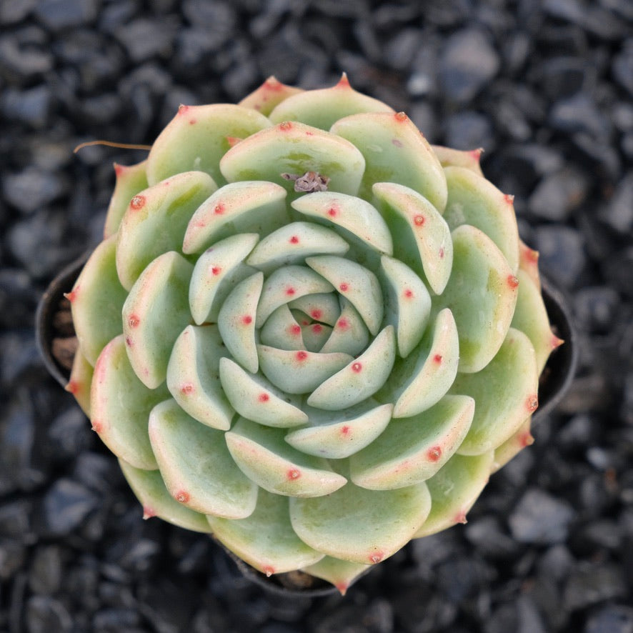 Echeveria J Crown A Changhee hybrid Korean Succulent Plant