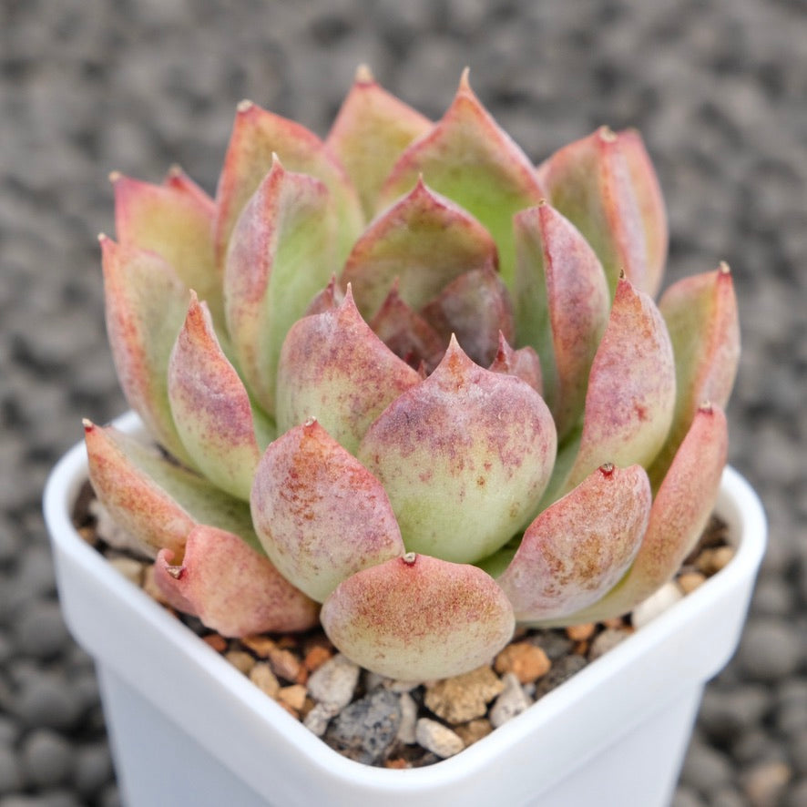 Echeveria Yuna Korean Succulent Plant