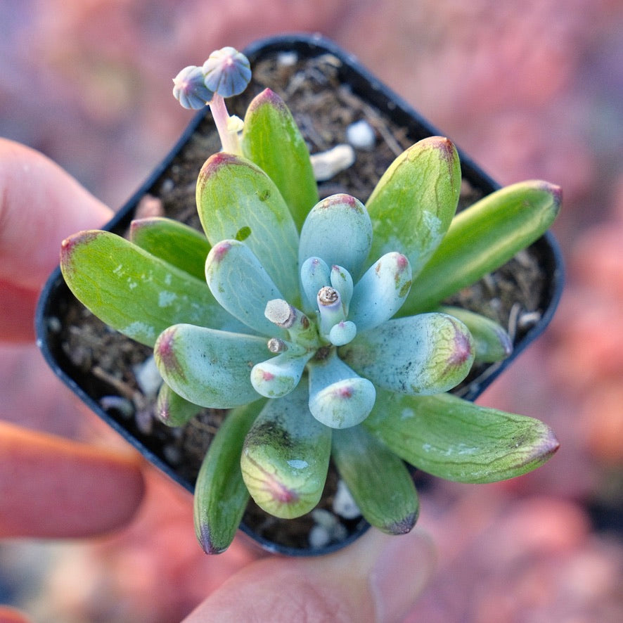 Curio Repens Succulent Plant