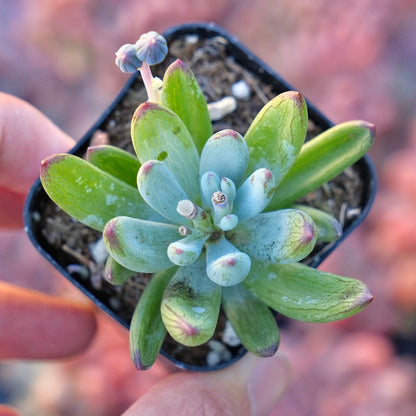 Curio Repens Succulent Plant