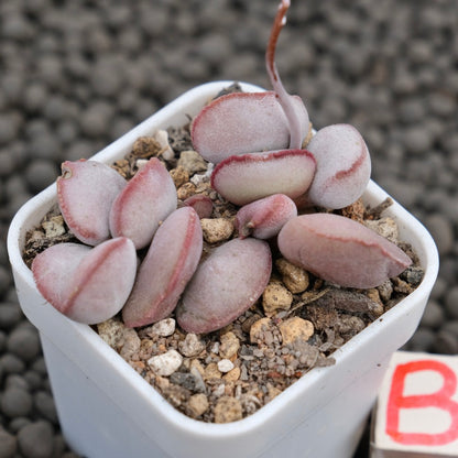 Adromischus Red Egg Imported Succulent Plant