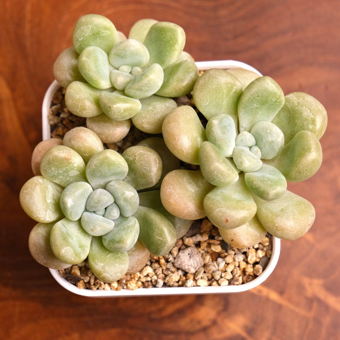 Graptoveria Bubble Bomb Korean Succulent Plant Hwaga Hybrid