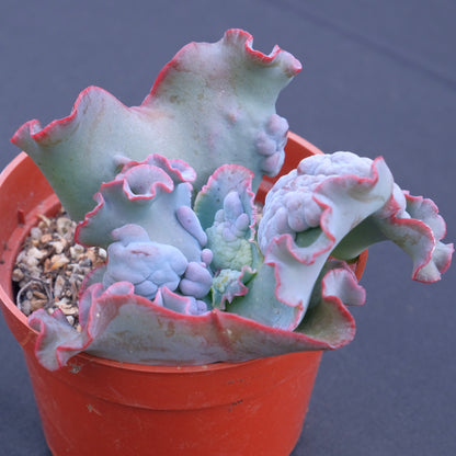 Echeveria Phoenix - Very Rare Dick Wright Hybrid