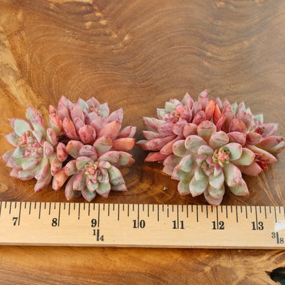 Big Echeveria Echo cluster Imported Succulent Plant