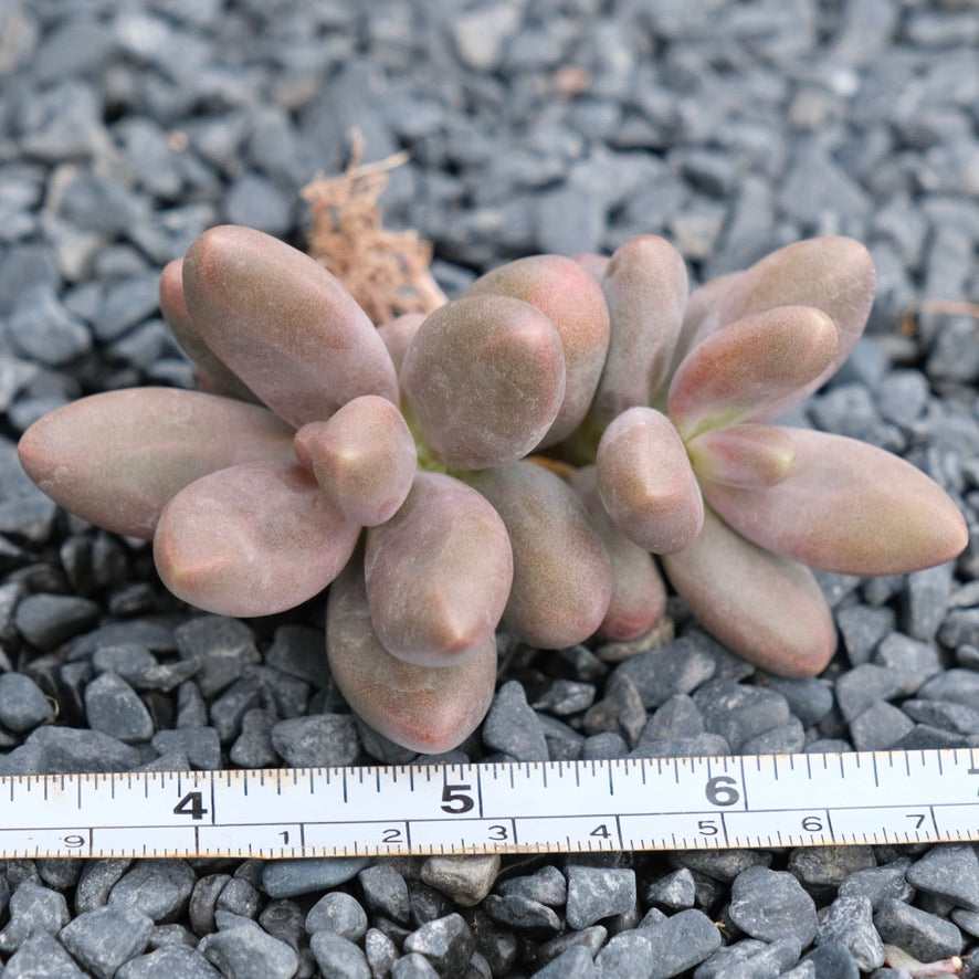 Pachyphytum Oviride Imported Succulent Plant