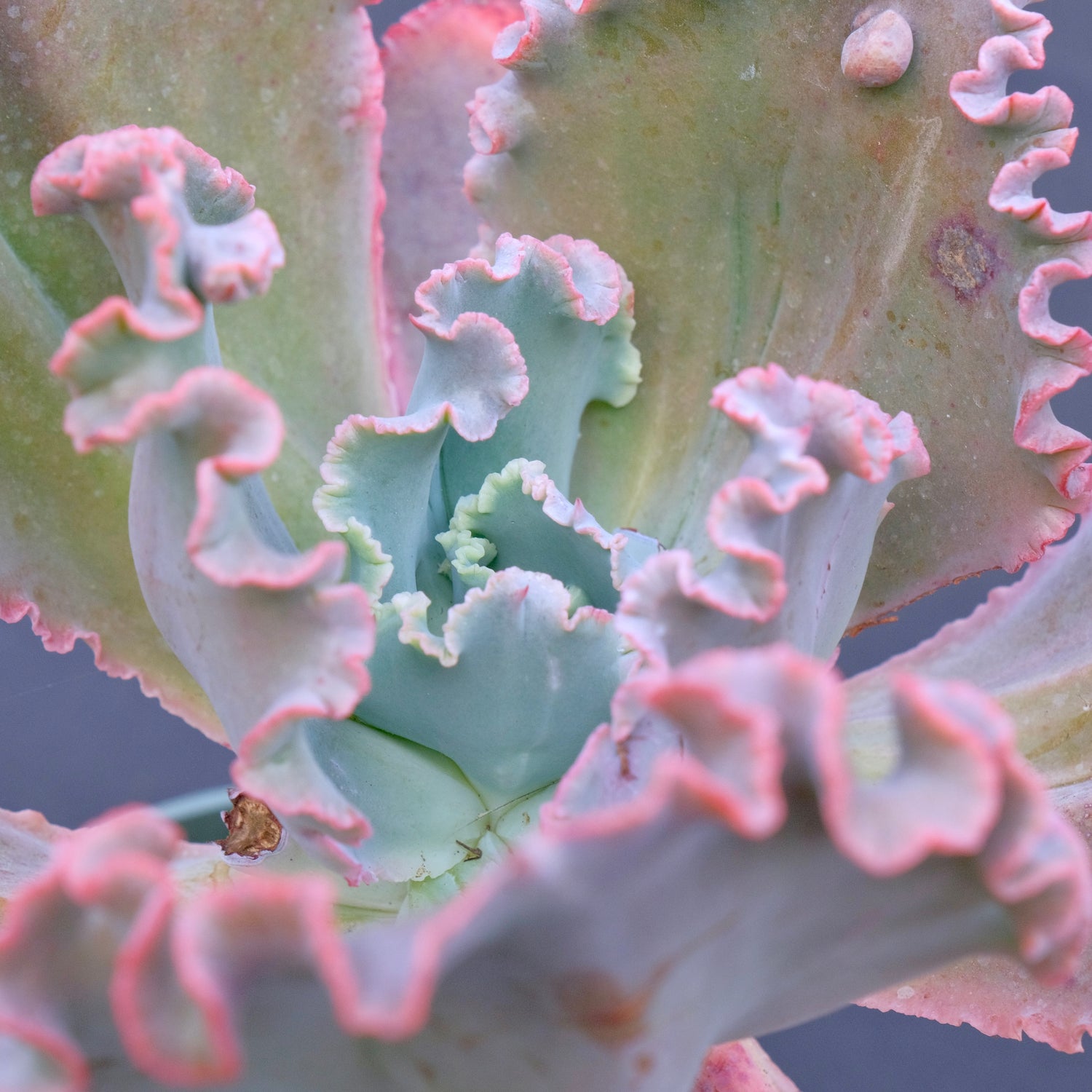 Big Echeveria Mauna Loa - Dick Wright hybrid